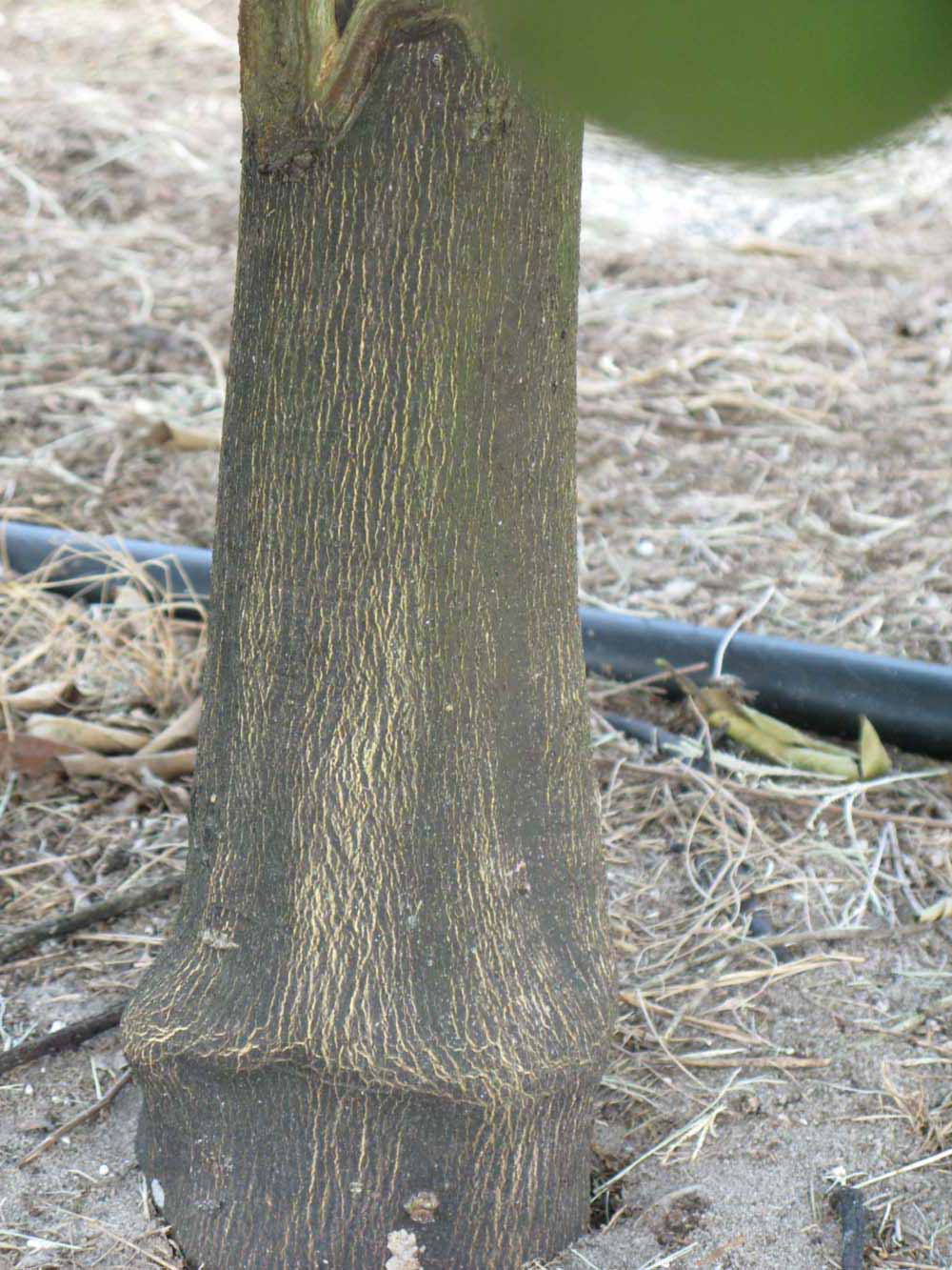            Bark (Winter Haven, FL)   